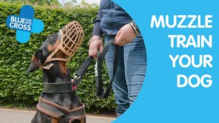 Muzzle Training Your Dog  Blue Cross [upl. by Lezley]