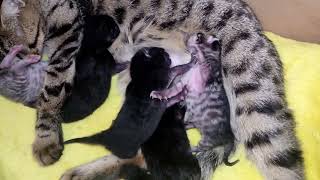 Newborn Kittens Fighting For the Milk Incredible and funny [upl. by Hunger246]