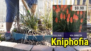 Propagating Kniphofia through division [upl. by Vivie]