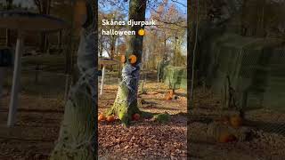 music Skånes djurpark halloween 🎃 [upl. by Joane]