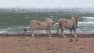 Hippo charges Lions with cubs on safari in South Africa [upl. by Acino888]