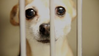 Animal Control Pet Adoption PSA Full 100 [upl. by Cave294]