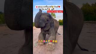 Nena නේනා Thiwanka Dilshan ytshorts short trending Song Tiktok shortvideo Elephant 🥰 [upl. by Relluf338]