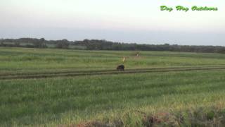 Dog Hog Outdoors Coyote hunting decoy dog [upl. by Haropizt267]