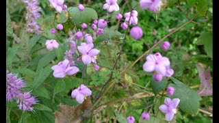 A0132 금꿩의다리 학명 Thalictrum rochebrunianum var grandisepalum 영명 Yellowfilamentous meadowrue [upl. by Donnell898]