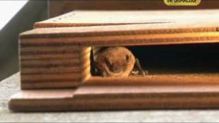 Pipistrelli nelle BatBox sul Torrino della Specola a Firenze Museo di Storia Naturale [upl. by Ylsew]