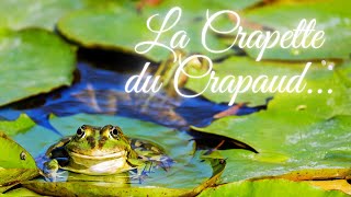 La Crapette du Crapaud [upl. by Crocker]