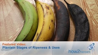 Plantain States of Ripeness and Uses [upl. by Taber]