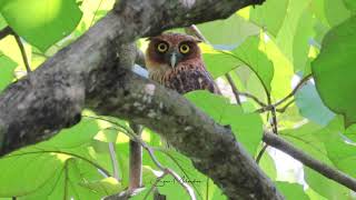 Philippine Eagleowl at daytime [upl. by Hueston546]