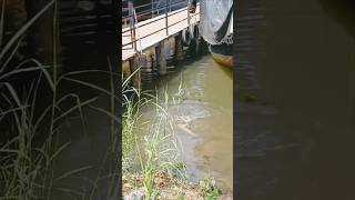 Oru dolfin 🐬aparatha water collegediary fish vlog collegefun dormlife rain ytshorts viral [upl. by Boni]