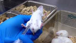 Intraperitoneal IP injection for mice 小鼠腹腔注射 [upl. by Thedrick]