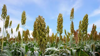 El Cultivo de Sorgo  Paso a Paso [upl. by Leander]