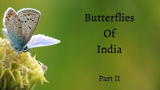 Butterflies Of India  Part 2 [upl. by Aztiraj]