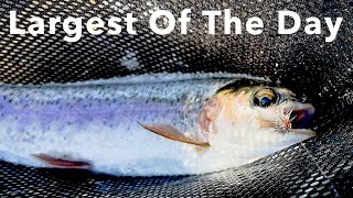 Roadside Wild Trout  Fly Fishing in Washington State  Tieton River flyfishing fishing [upl. by Beattie809]