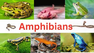 Amphibians FrogsToads Caecilians amp Salamanders  Amphibians for kids  Amphibians facts [upl. by Nevi]