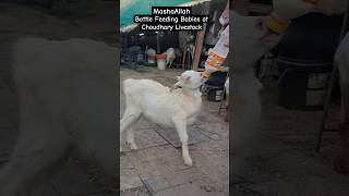 Masha Allah Goat Milk Bottle feeding to Sanen Kids at Choudhary Livestock📲 8080103536 [upl. by Ynnavoj108]