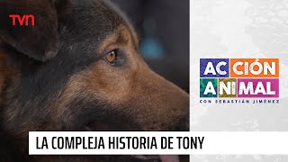 Conoce la compleja y desgarradora historia de este perrito callejero rescatado  Acción Animal [upl. by Kantos]