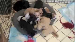 9 Six Week Old Chihuahua Puppies Playing  For Sale Fredericksburg VA [upl. by Namrac]