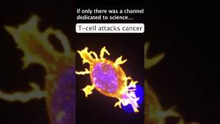 How Cancer is Killed [upl. by Ailuj]