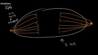 Understanding Ploidy and Mitosis at All Stages [upl. by Willa]