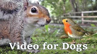 Videos for Dogs to Watch Extravaganza  Dog Watch TV  8 Hours of Birds and Squirrel Fun for Dogs ✅ [upl. by Cedric626]