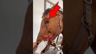 Why horses are crying horse equestrian pony animals horseriding funny [upl. by Kablesh791]