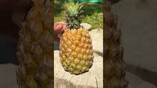 Peel and cut the pineapple agriculture fruit fruitcutting agrifood farming delicious [upl. by Auqinat]