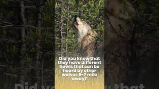 Why Wolves Howl at The Moon 🐺 Do wolves really howl at the moon oneminuteknowledge 1minvideo [upl. by Aicitel]