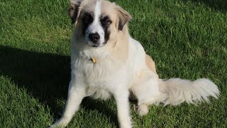 Saving Great Pyrenees The Impact of Rescue Organizations [upl. by Neitsirk]