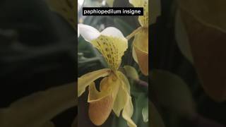 Paphiopedilum insigne rare orchid saveorchid [upl. by Higbee709]