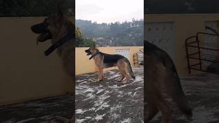 18 months old straight back German Shepherd germanshepherd dog doglover gsdlove trendingshorts [upl. by Aiyn366]