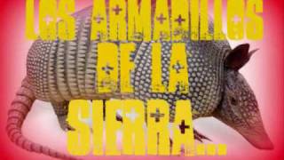 los armadillos de la sierra ♣♣ Enrique galarza♣♣ [upl. by Oric]