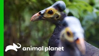 Pair Of Endangered Maleos Bond Over Their Love Of Peanuts  The Zoo [upl. by Moise595]