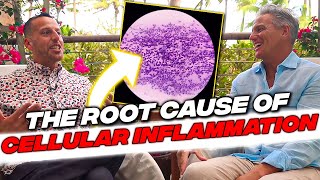 Dr Pompa  The Root Cause of Cellular Inflammation [upl. by Dennie]