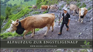 Alpaufzug Engstligenalp 2023  reisenlifestylech [upl. by Name]