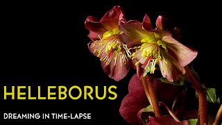 Helleborus  Timelapse with Music [upl. by O'Rourke]