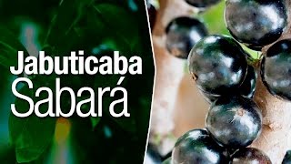 Jabuticaba Diferença entre Jabuticaba Sabará Olho de Boi e Jabuticaba Híbrida [upl. by Wulf]