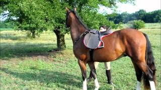 Centaura Insect Repellent for Horse and Rider Product Testimonial [upl. by Monjo212]