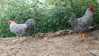 Amrock horoz backyardchickens tavuk Ge [upl. by Rramahs934]