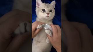 ASMR Cat Grooming asmr catgrooming funnycat funnyvideo [upl. by Nidroj]