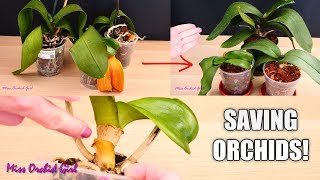 Orchid Care for Beginners  How to save sick rootless Phalaenopsis Orchids  Before amp After [upl. by Yaf]