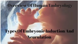 Types Of Embryonic Induction And Neurulation [upl. by Tor451]