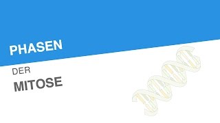 PHASEN DER MITOSE  Biologie  Genetik und Entwicklungsbiologie [upl. by Tattan]