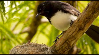 Nestling of the Willie Wagtail Rhipidura leucophrys  Nestling vom Gartenfächerschwanz 7 [upl. by Shiau373]