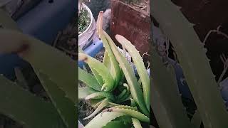 Natural plant ☘️🌵plant natural gardenshort shortvidieo youtubeshorts [upl. by Esirrehc64]