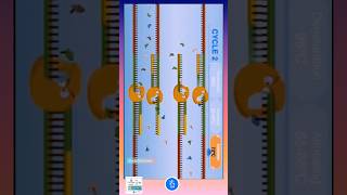 Polymerase Chain Reaction PCR Cycle Denaturation  Annealing and Extension in Thermal Cycler [upl. by Benzel374]