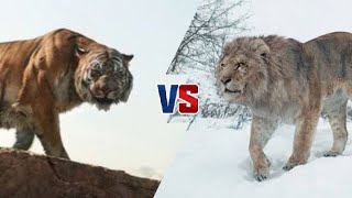 NGANDONG TIGER VS AMERICAN LION BL [upl. by Bridget]