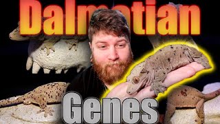 Complete Crested Gecko Morph Guide Part 2 Dalmatian Genes [upl. by Helbona]