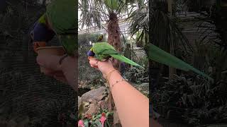 Feeding the Rainbow Lorikeets [upl. by Hamaso]