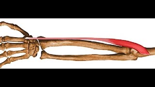 Two Minutes of Anatomy Extensor Carpi Radialis Longus ECRL [upl. by Rodger205]